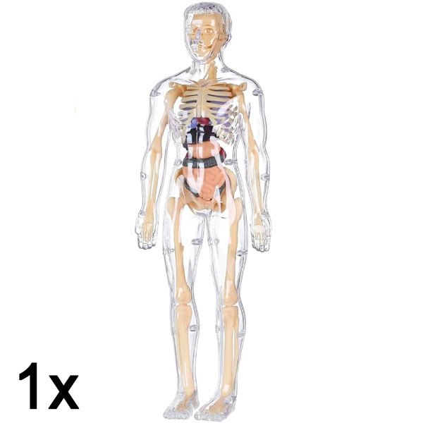 1x Modello di apprendimento dell’anatomia del corpo umano in 3D | FLESHTOPIA