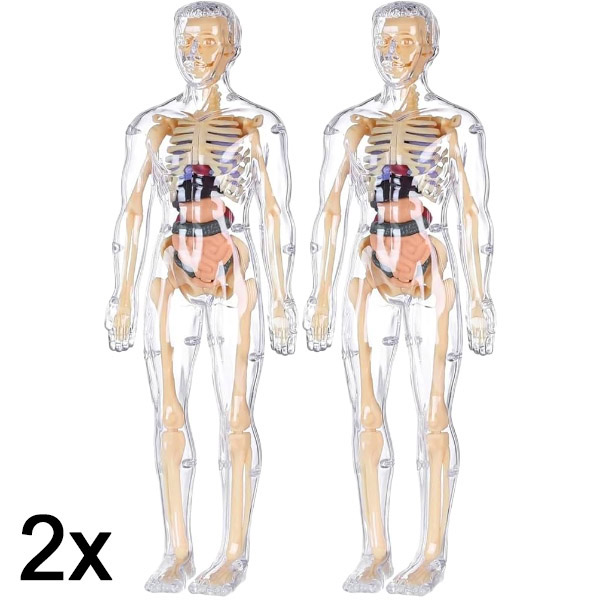 2x Modello di apprendimento dell’anatomia del corpo umano in 3D | FLESHTOPIA