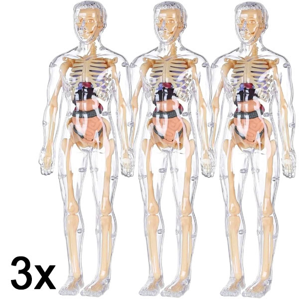 3x Modello di apprendimento dell’anatomia del corpo umano in 3D | FLESHTOPIA
